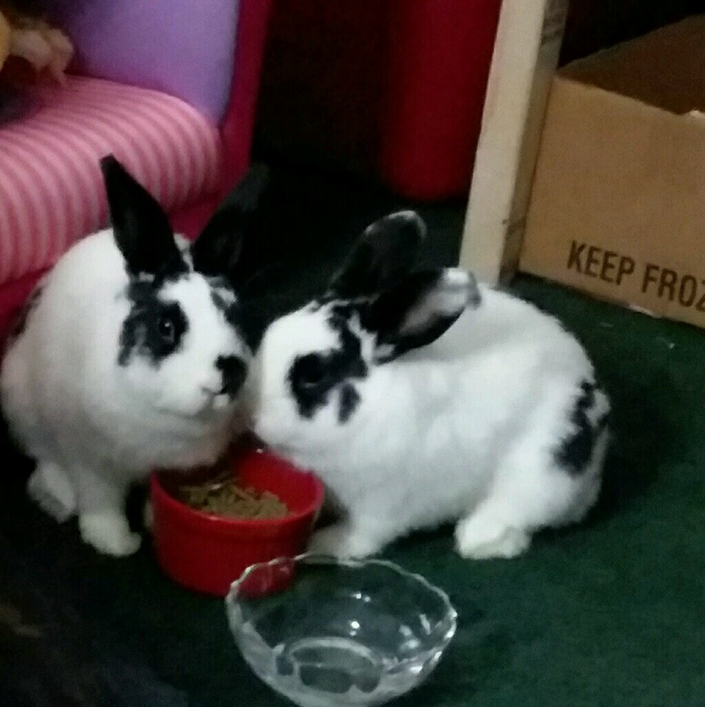 Meet your Posher, Lania